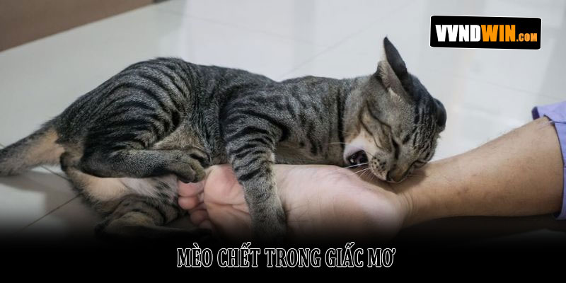 Nằm Mơ Thấy Mèo: Giải Mã Điềm Báo Và Ý Nghĩa Năm 2026 3 Mèo Chết Trong Giấc Mơ